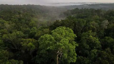 Reuters The green trees of the Amazon rainforest from above, with low clouds above