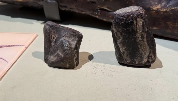 Rare specimens of dinosaur fossiled bones, found four decades ago from Irish island. — BBC