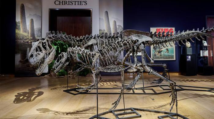 Dinosaur fossils discovered on Irish island with ‘wrong rocks’